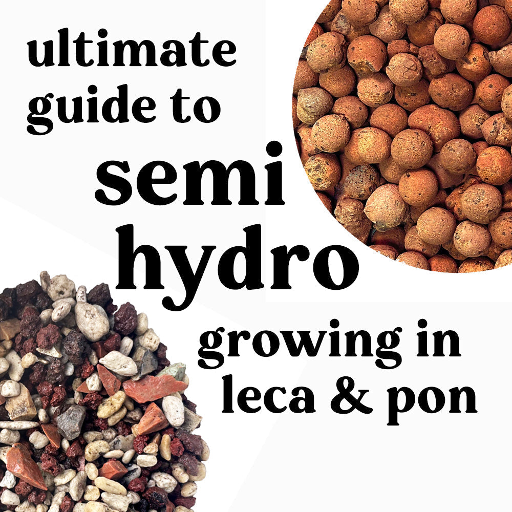 Ultimate Guide to Growing Houseplants in Semi-Hydro - Leca and Pon
