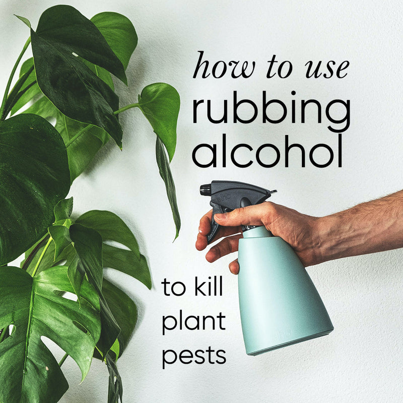 how-to-use-rubbing-alcohol-kill-plant-pests