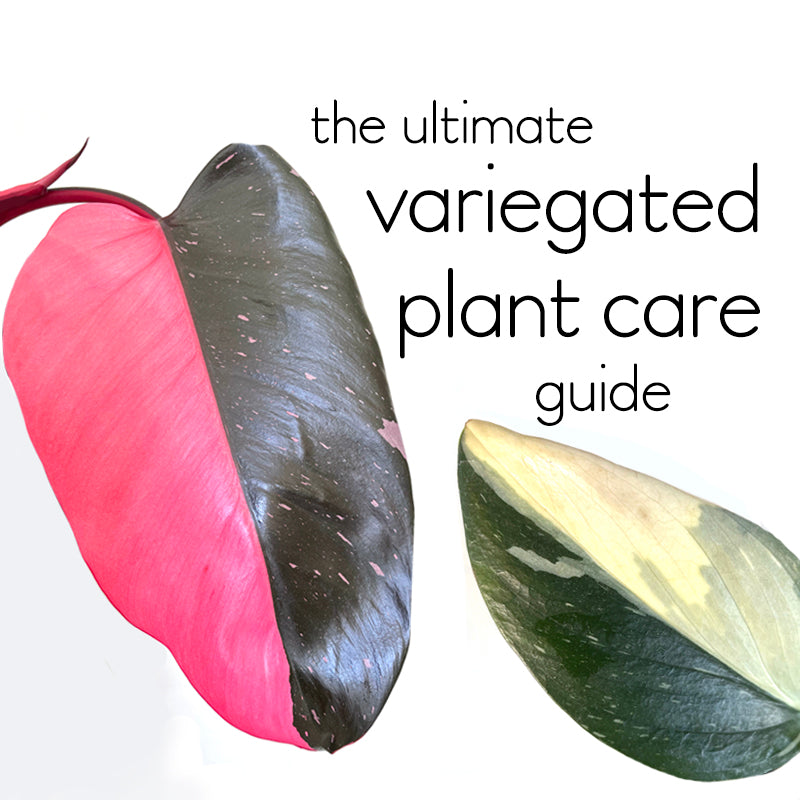 The Ultimate Care Guide for Variegated Indoor Plants (and how not kill them)