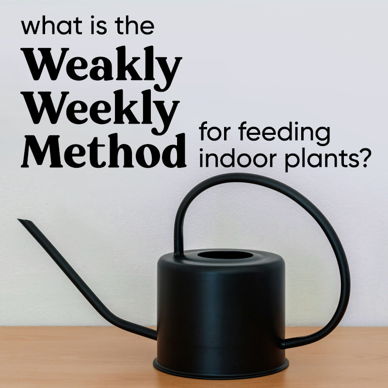 the-weakly-weekly-method-fertilising-feeding-houseplants