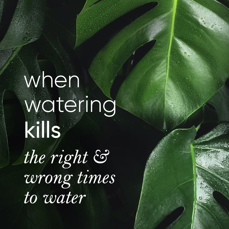 When is the best time to water indoor plants?