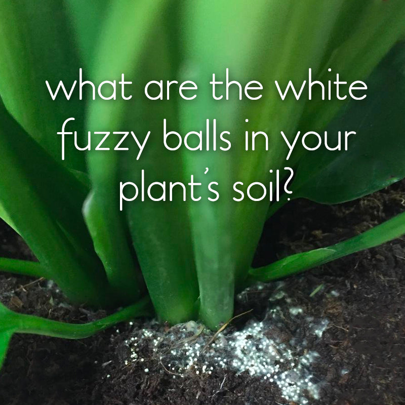 what are the white fuzzy balls on plants soil?