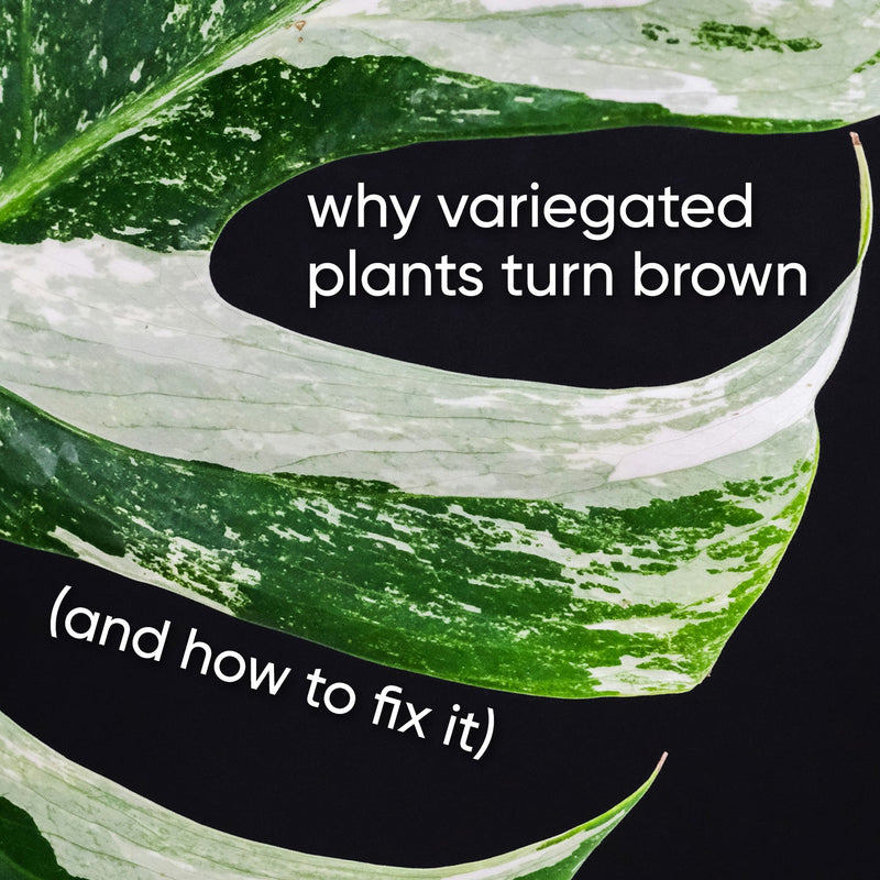 Plant Care Guides lovethatleaf