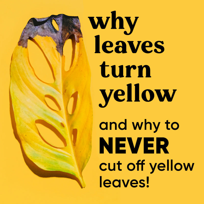 why-house-indoor-plants-leaves-turn-yellow