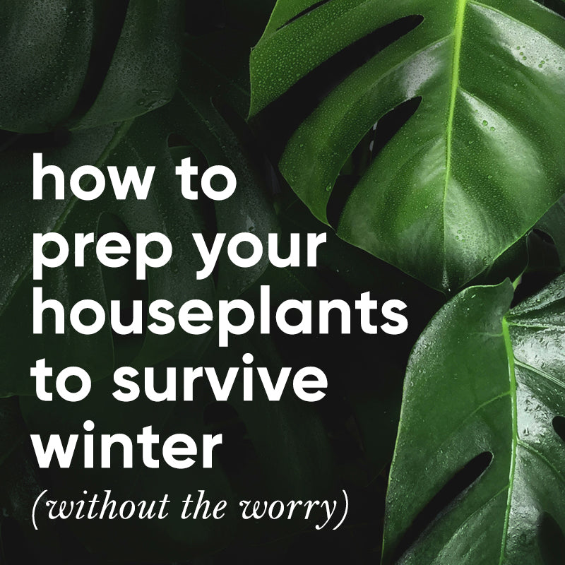 How to Prep Your Indoor Plants for Winter so They Don't Die