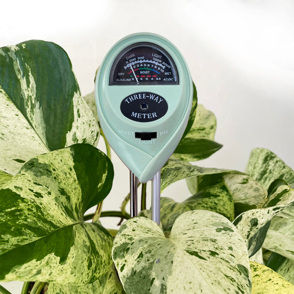 Houseplant Appreciation Day Sale