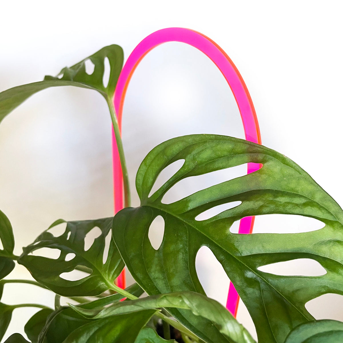 ARKA TRELLIS