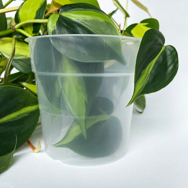 TEKU CLEAR POTS