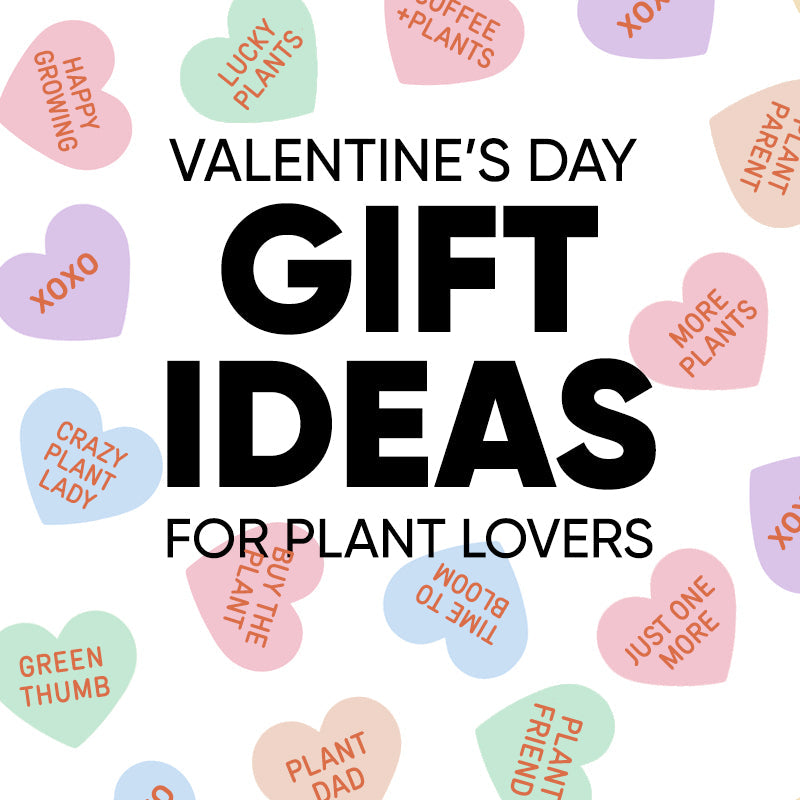 Plant Lover's Sale