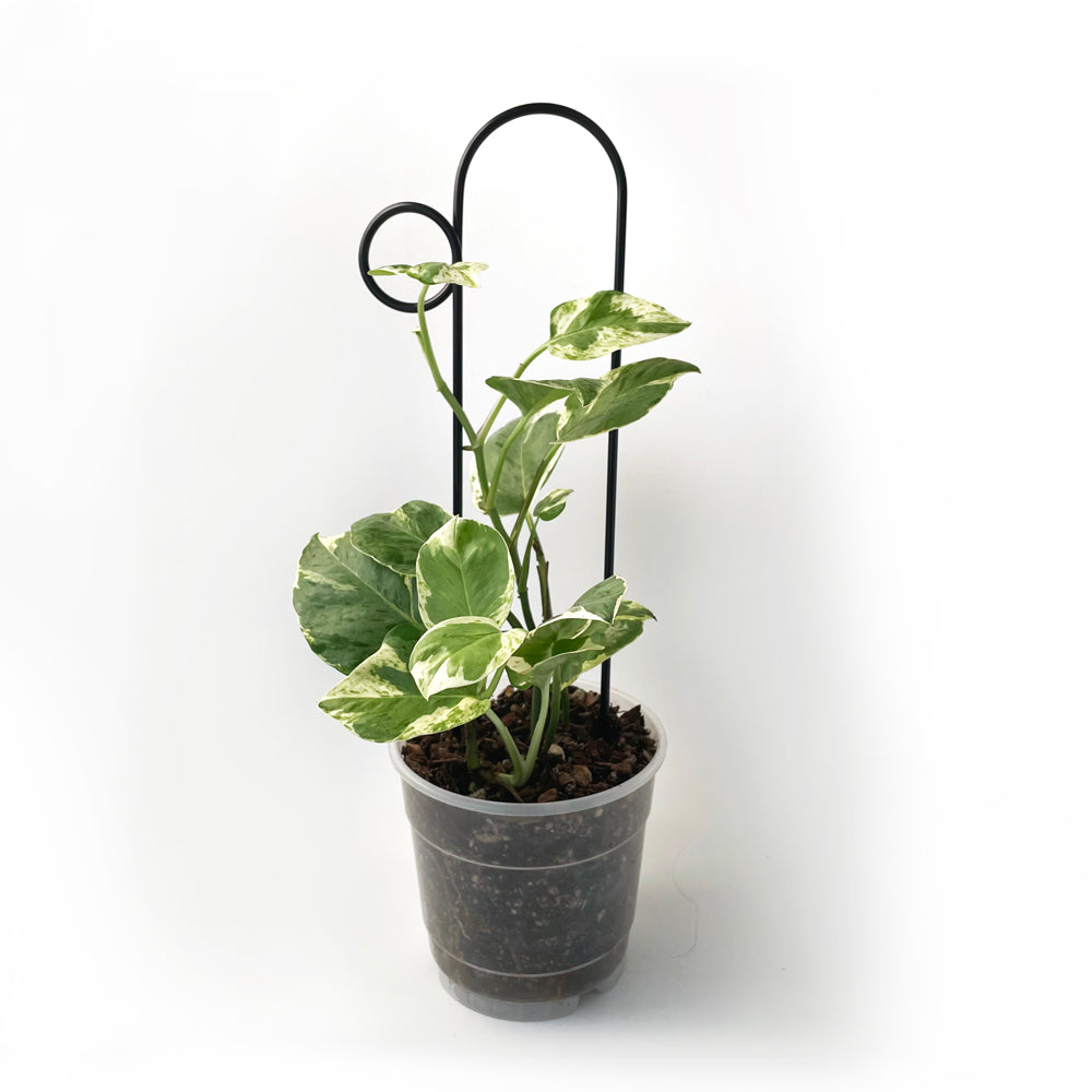 BOTANOPIA