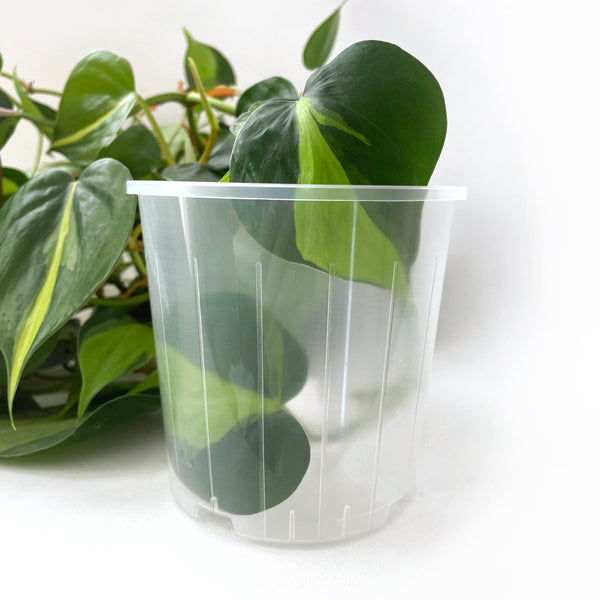 Rain Clear Pots