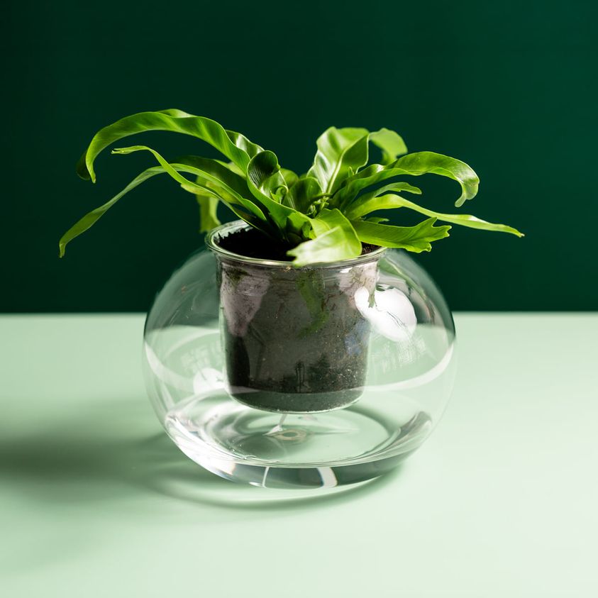 SELF WATERING POTS