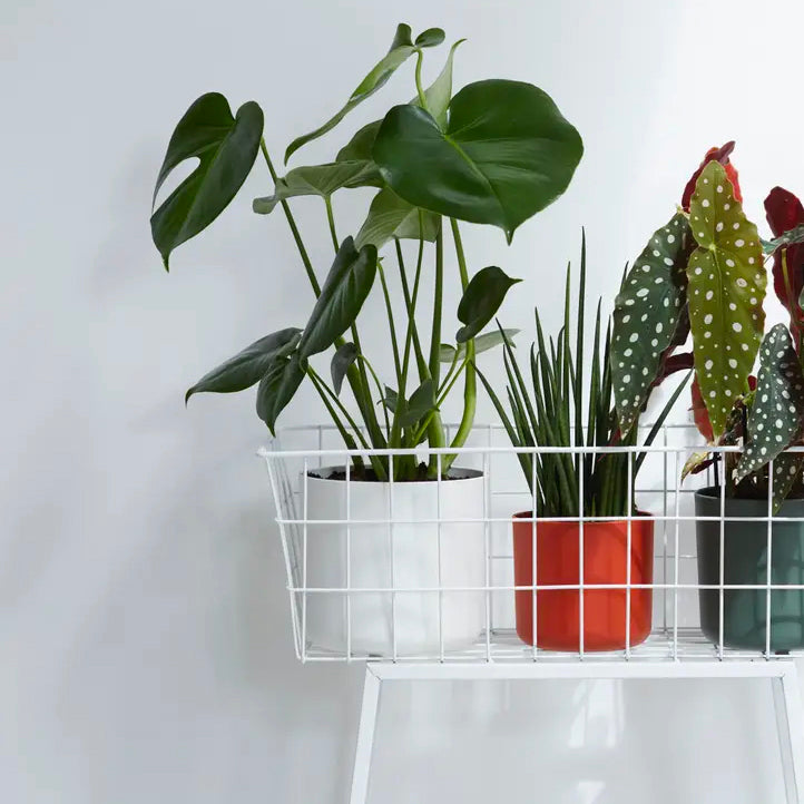 14CM COVER POTS