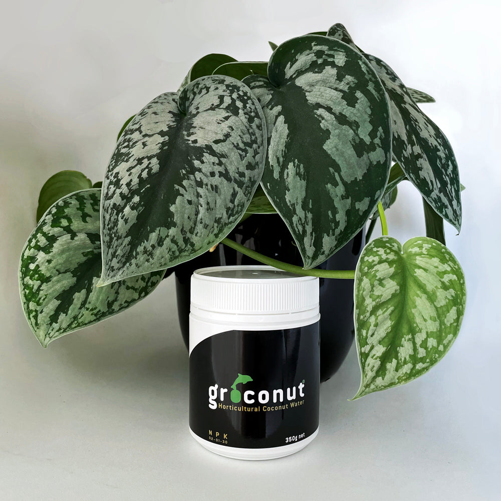 PLANT GROWTH BOOSTERS