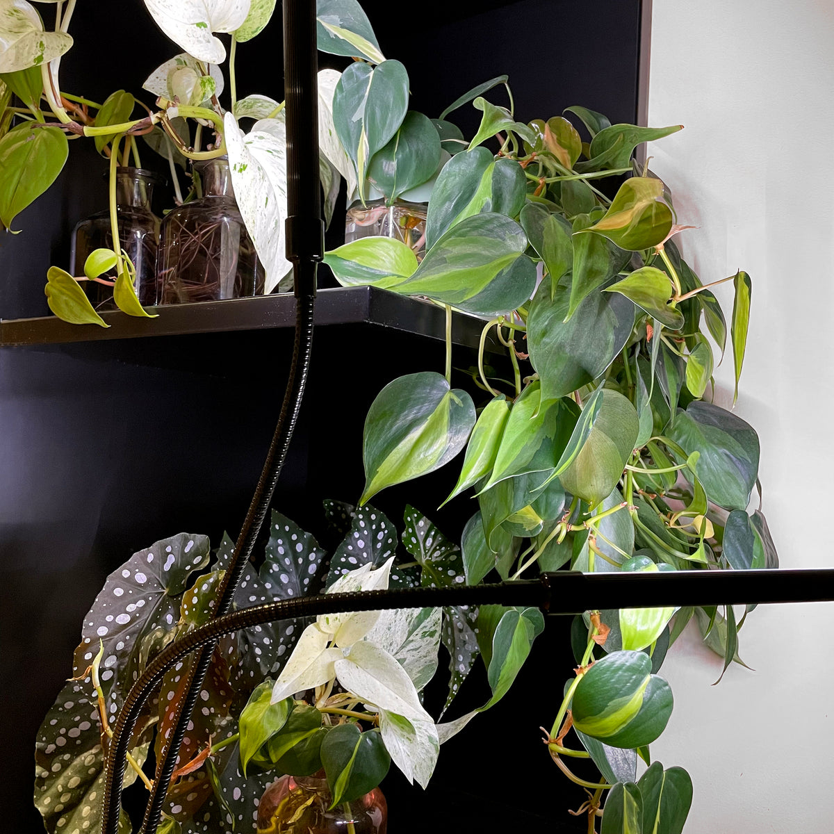 GROW LIGHTS for Indoor Plants