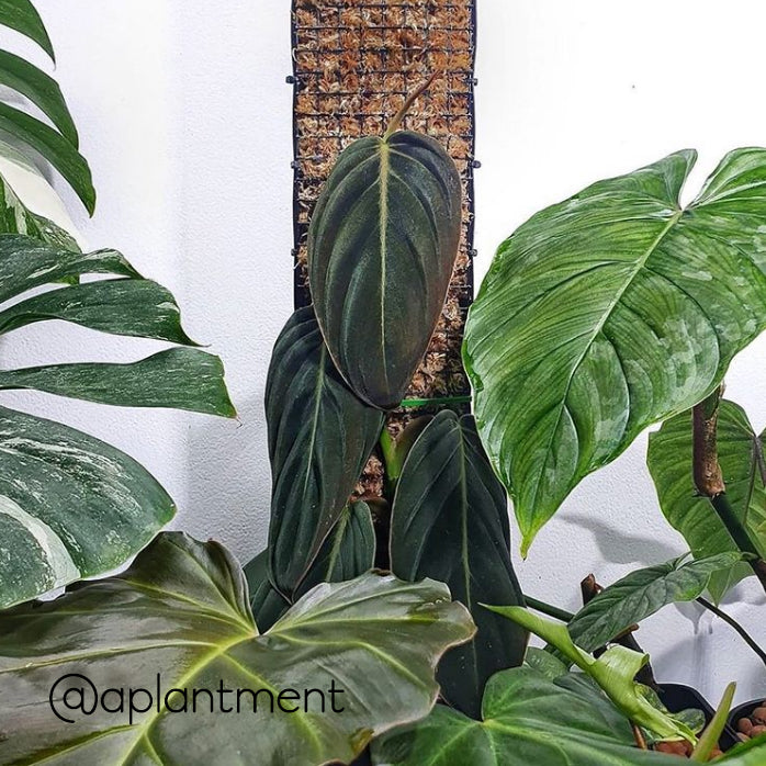 GROW VERTICAL