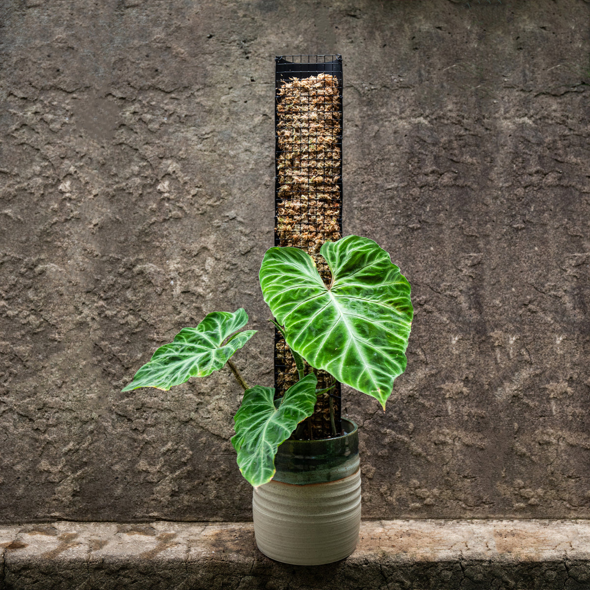 PLANT POLES & SUPPORTS