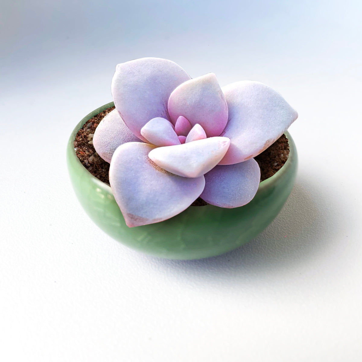 Teeny Weeny Mini Pots and Planters