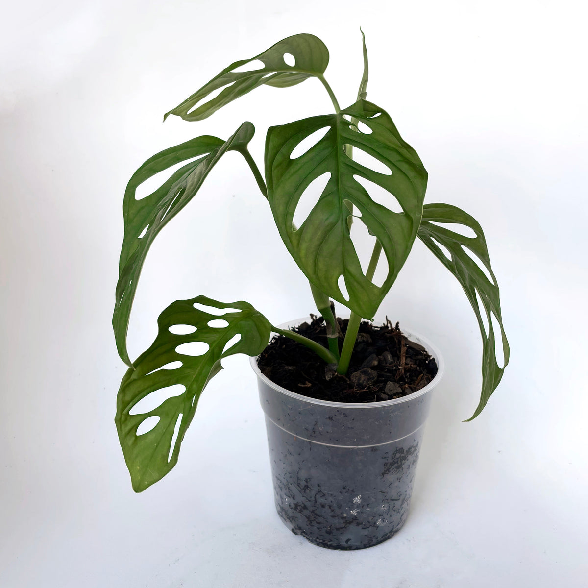 PLANTS