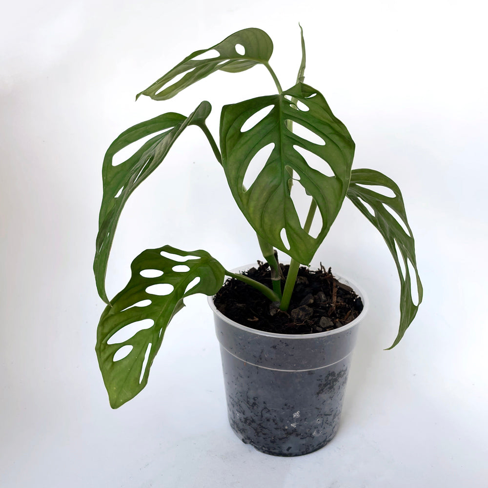 PICK UP PLANTS