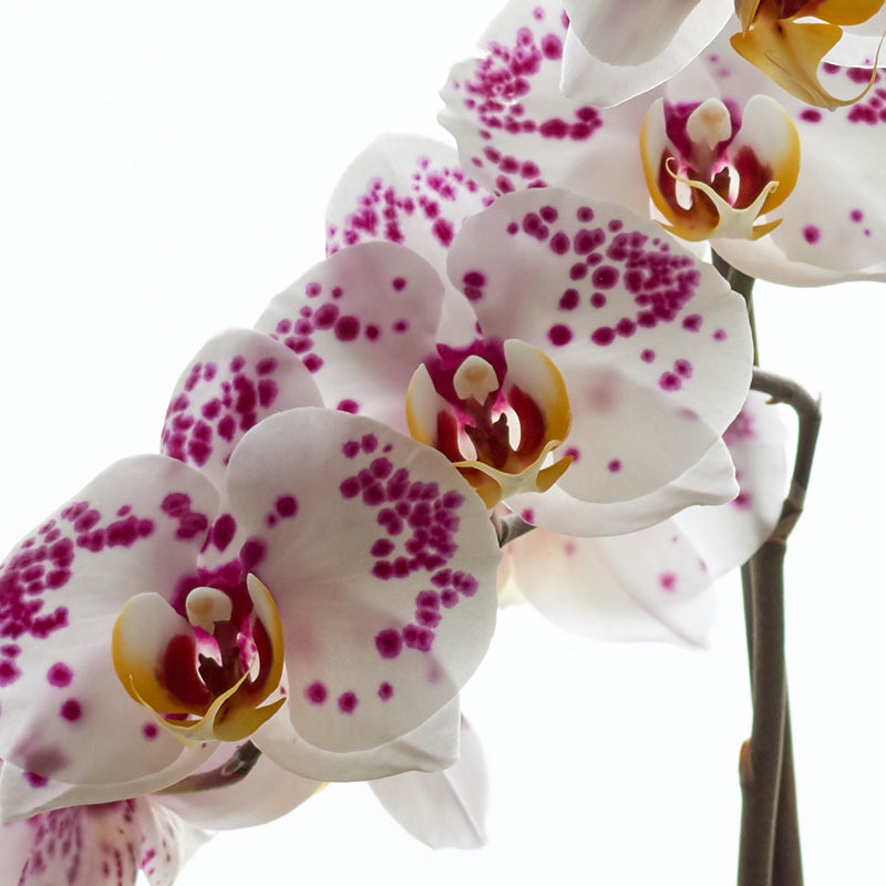 ORCHID SUPPLIES