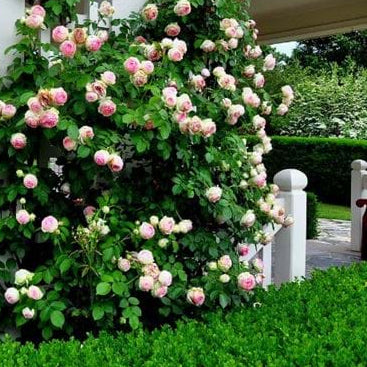 Love That Garden - Outdoor Gardening Supplies