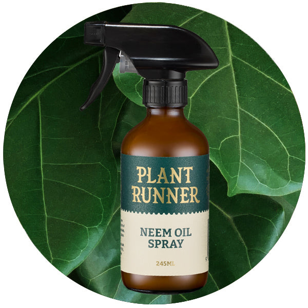 PLANT RUNNER