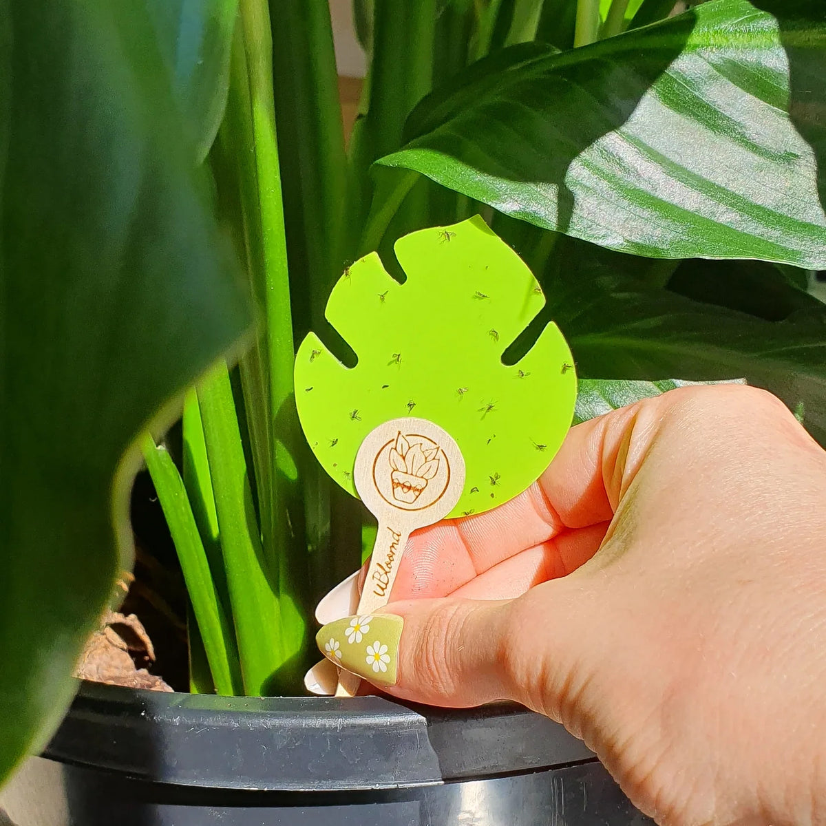 uBloomd Green Sticky Traps