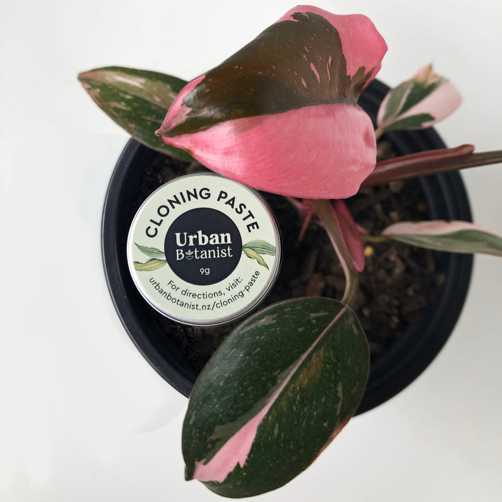 CLONING PASTE