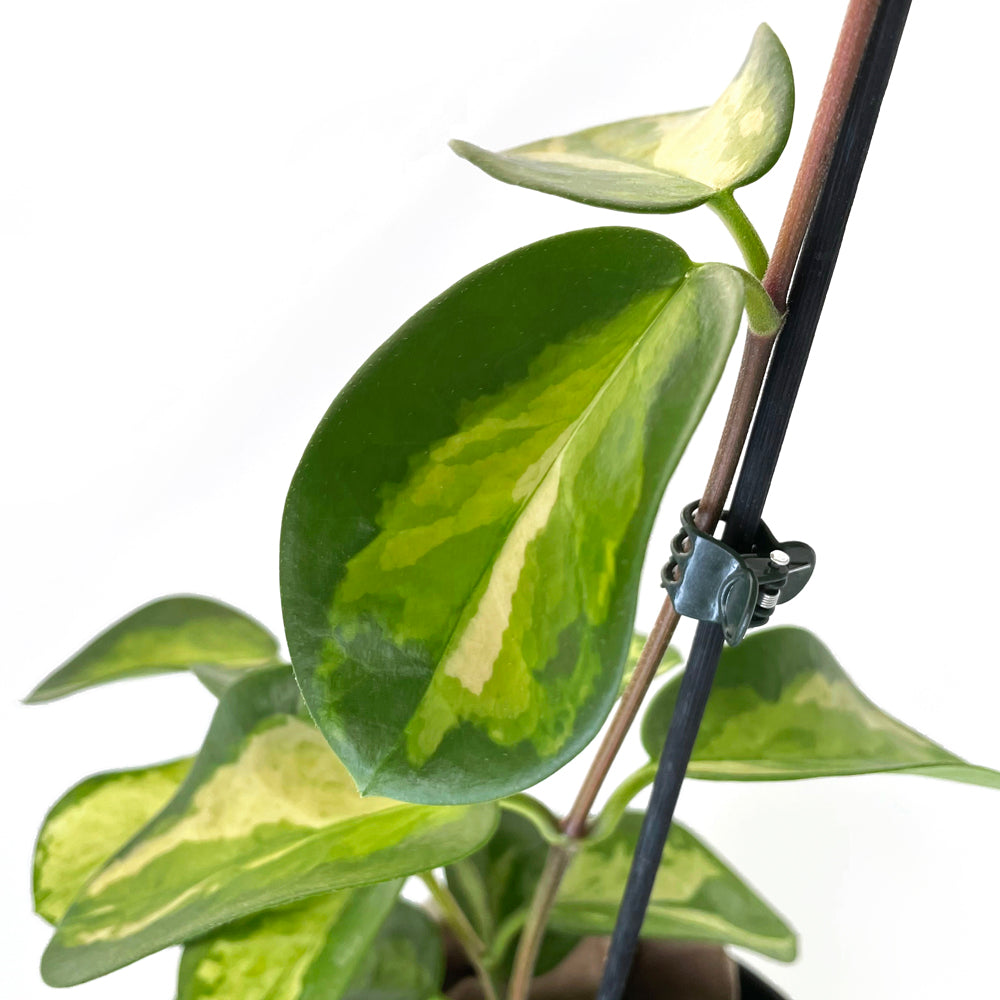 PLANT TIES, CLIPS, PINS & FASTENERS