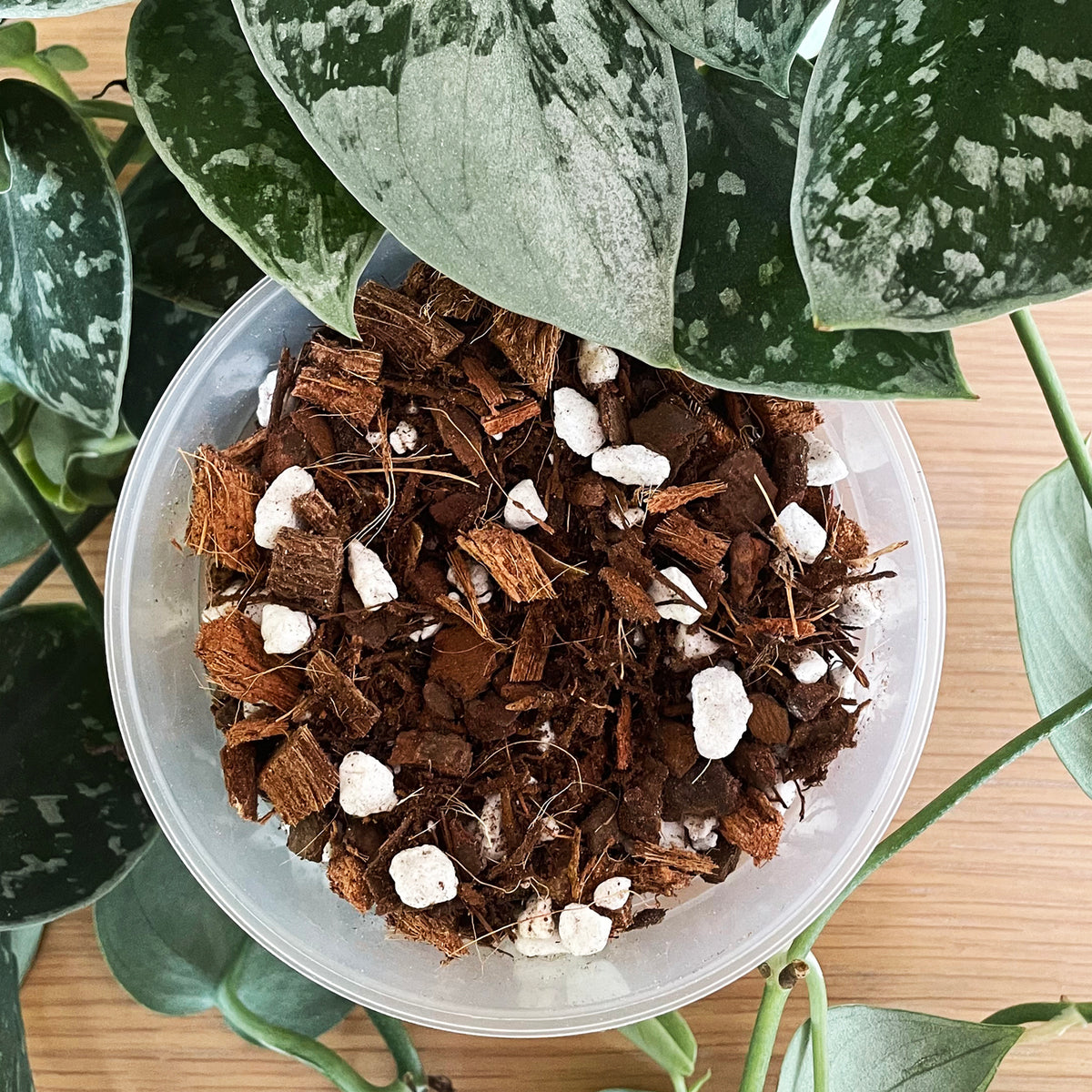 WILDVINE BLENDS