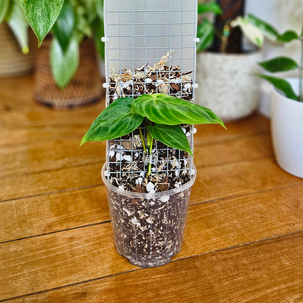 Grow pole substrates