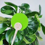 uBloomd Green Sticky Traps ROUND - 30 Pack