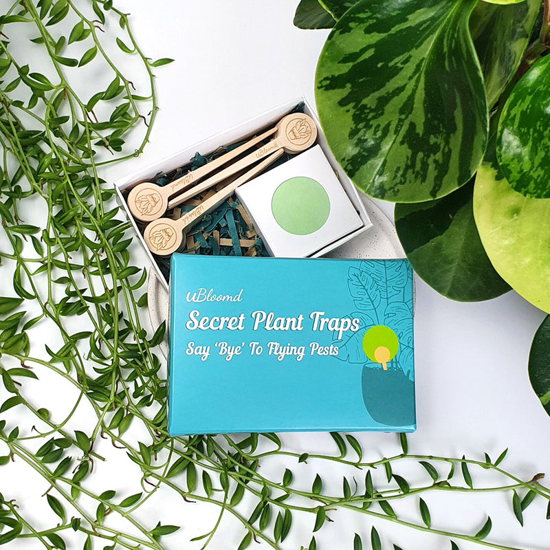 uBloomd Green Sticky Traps ROUND - 30 Pack