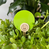 uBloomd Green Sticky Traps ROUND 10 Pack - for Fungus Gnats, Thrips and Aphids