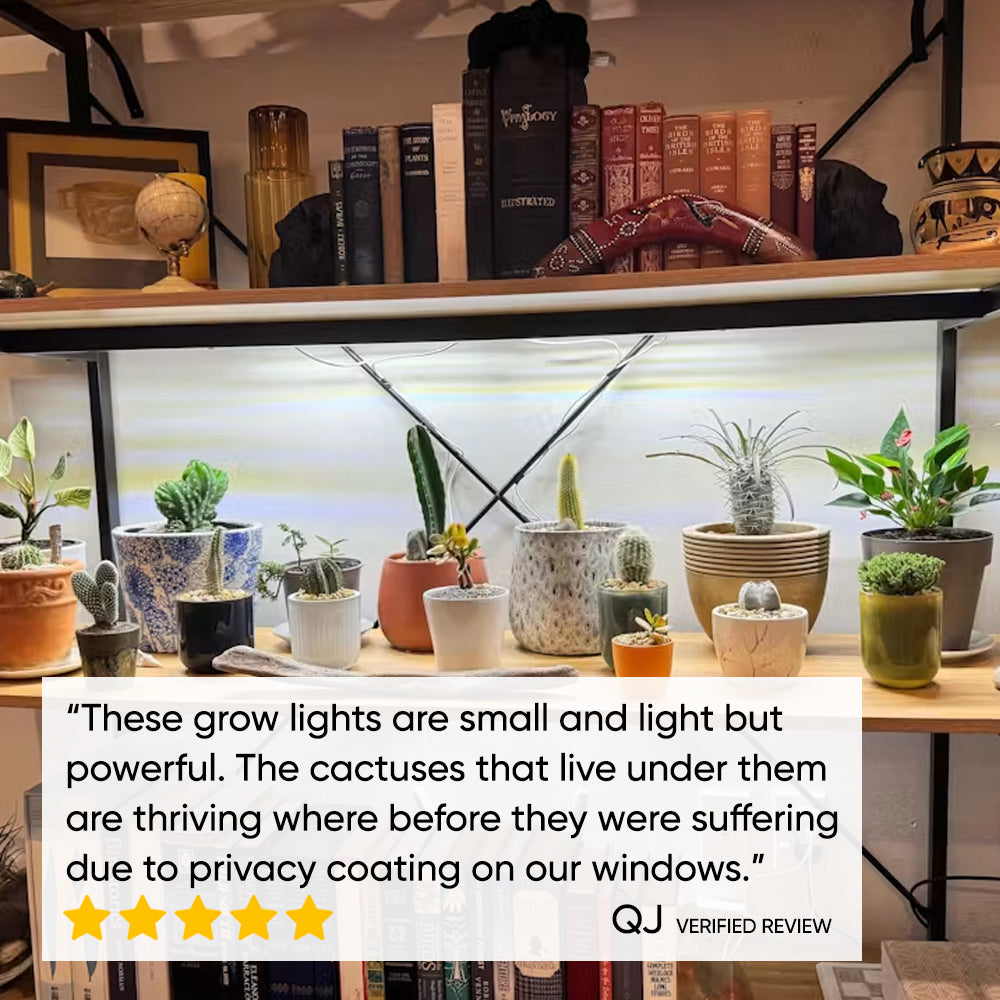 cactus grow light indoors grow bar nz