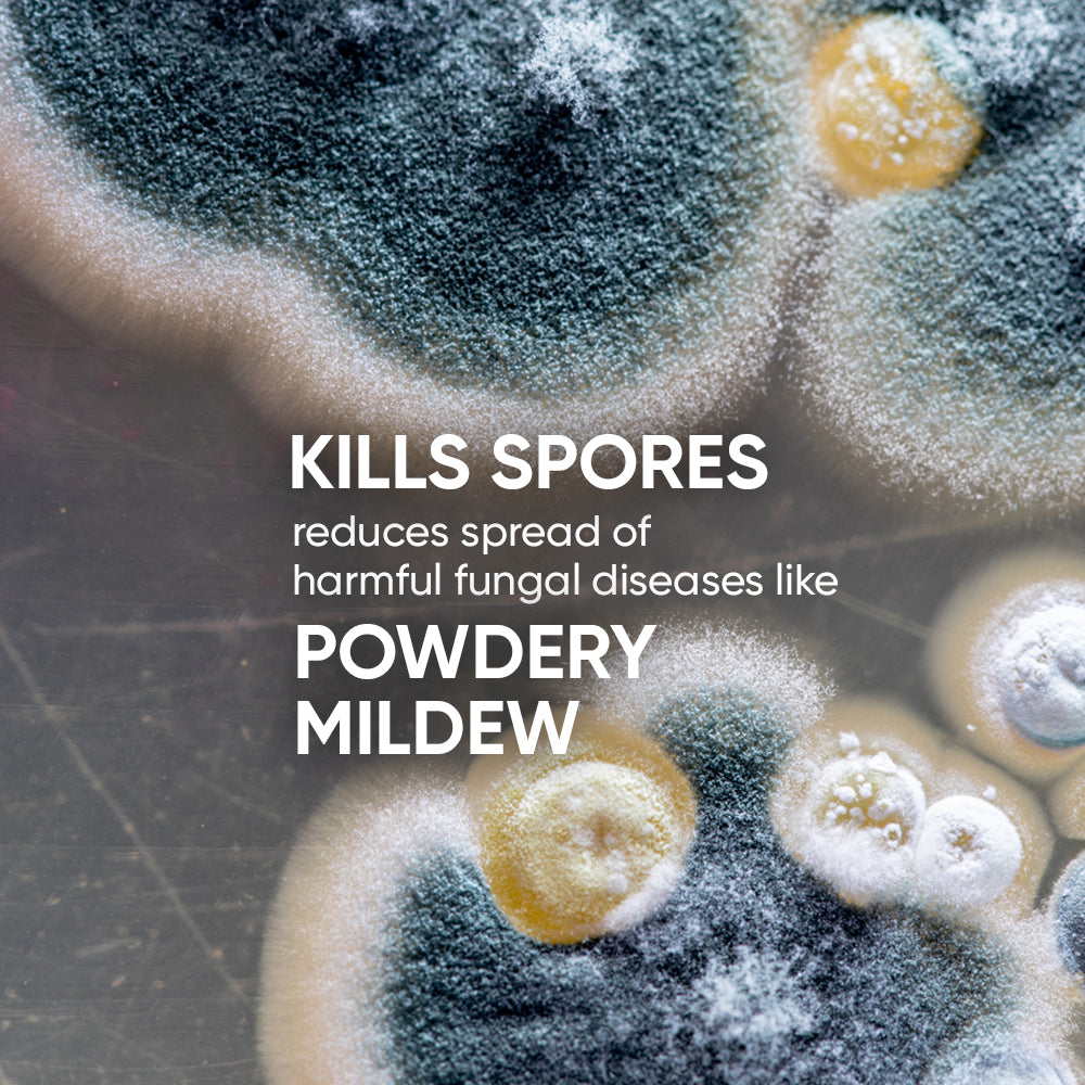 hydrogen-peroxide-powdery-mildew-fungal-spores-oxy-3%