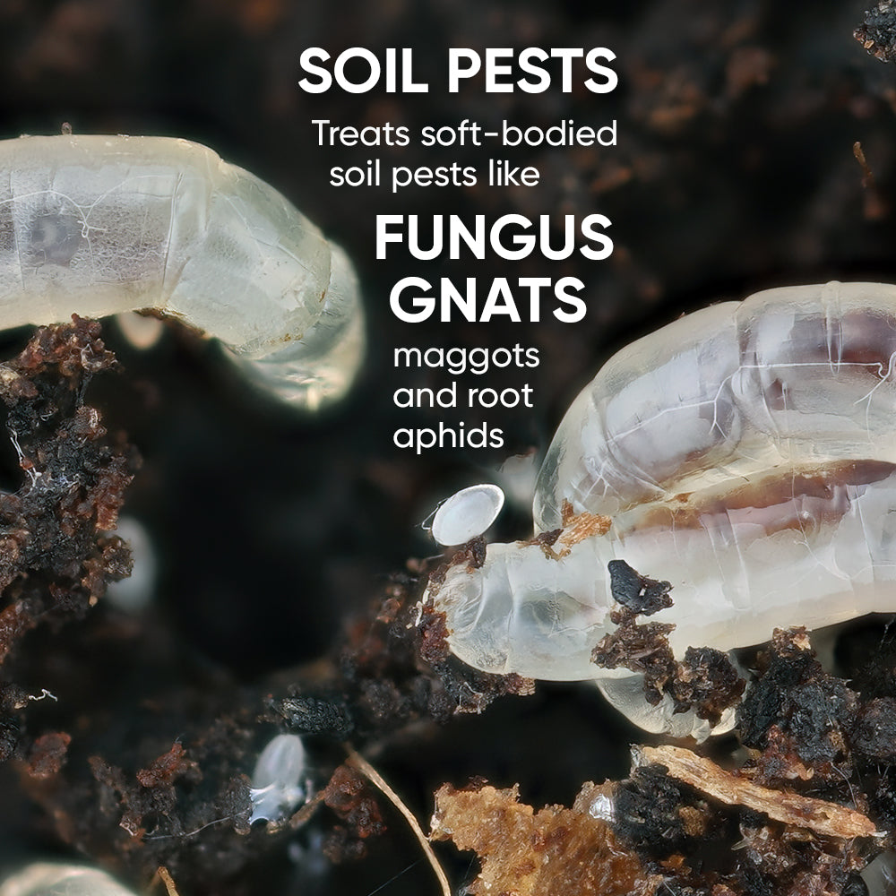 fungus-gnat-treatment-hydrogen-peroxide-3%-gt-oxy-growth-technology