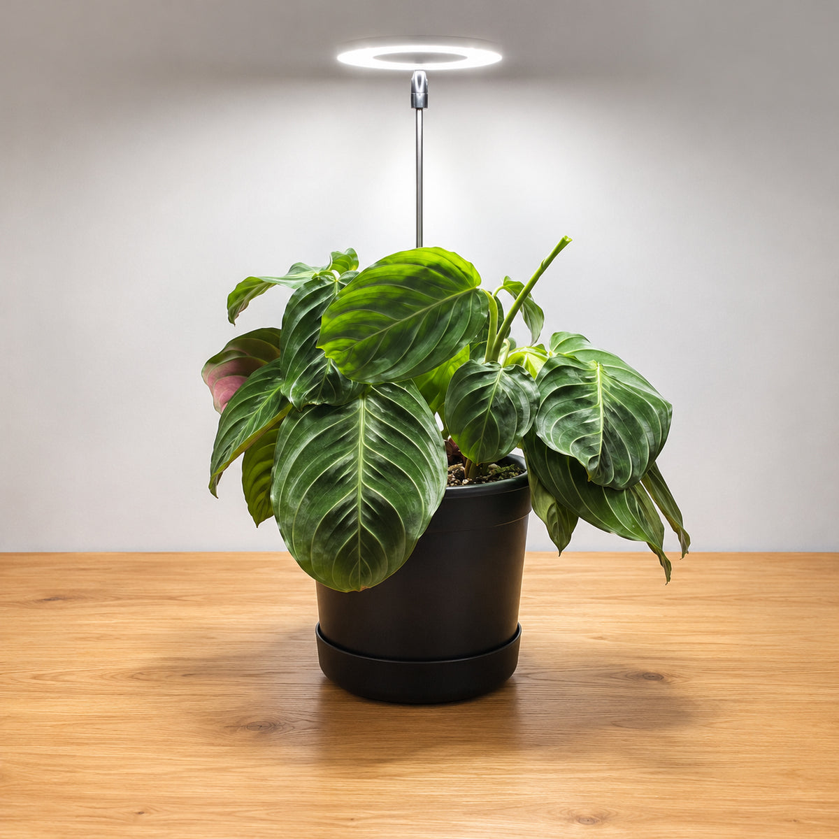 aurea-halo-ring-indoor-plant-grow-light-maranta