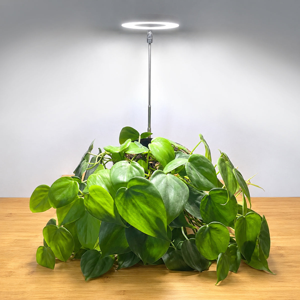 aurea-halo-ring-indoor-plant-grow-light-philodendron