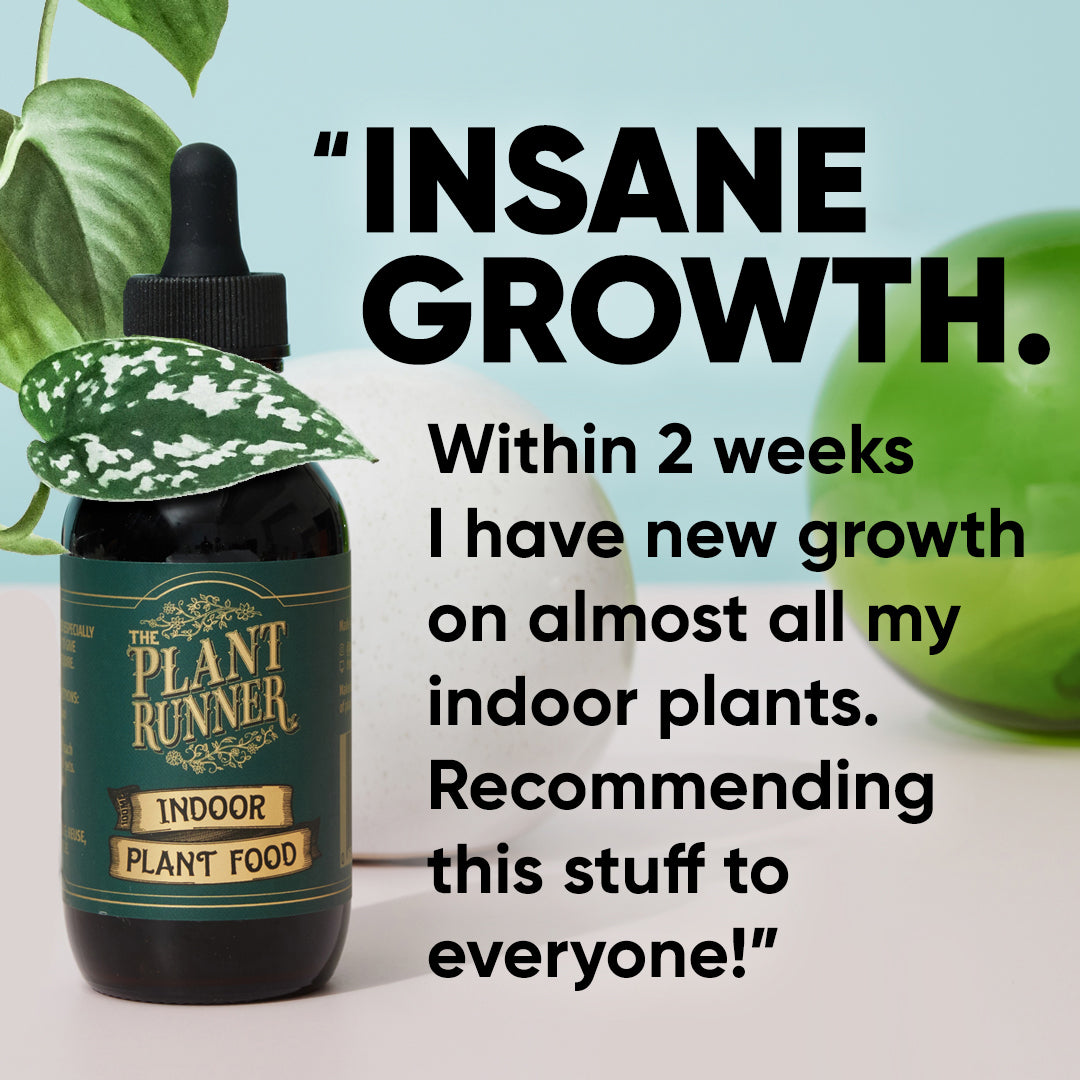 plant-runner-indoor-plant-food-review