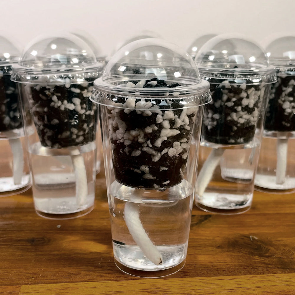 Stratum Perlite Propagation Blend from The Rare Plantation - 1 Litre