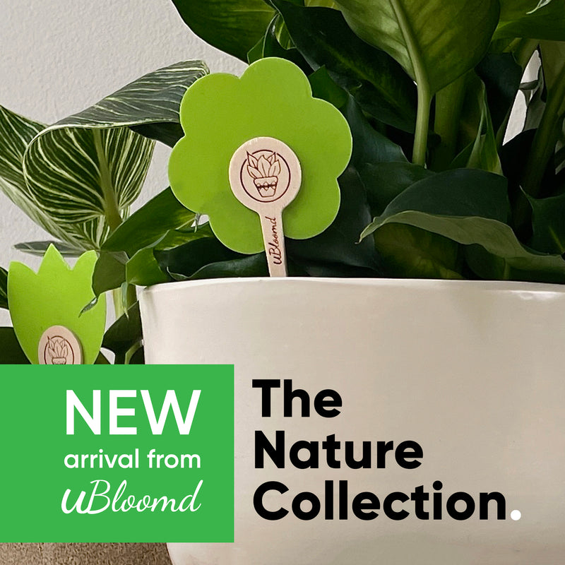 uBloomd Green Sticky Traps NATURE COLLECTION 10 Pack