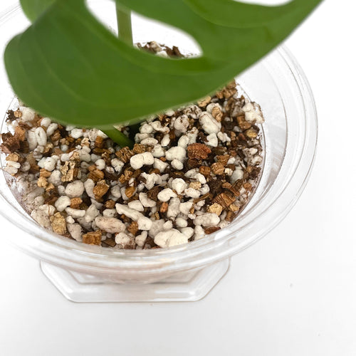Bio Leaf Starter Mix - 2 litre