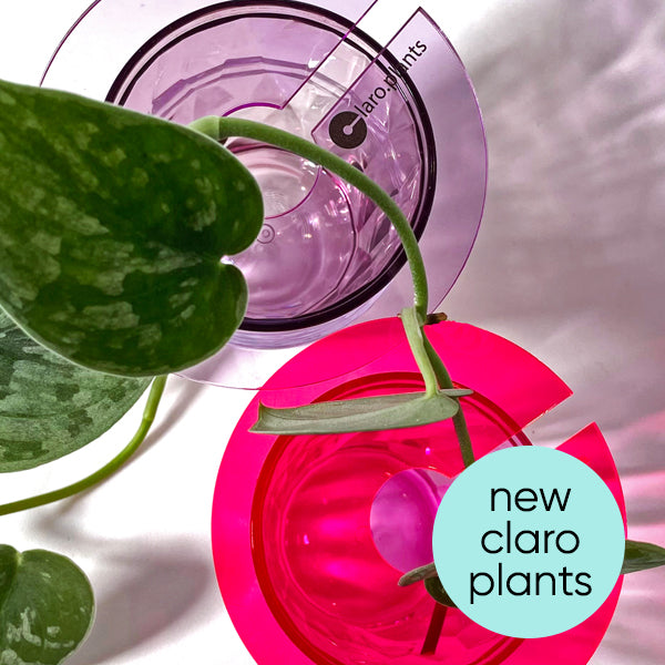 Indoor Plants and House Plant Supplies from Love That Leaf lovethatleaf