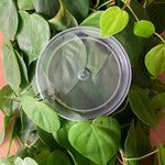 Rain Clear Saucer - Small 10.5cm - Best match 10cm to 12cm pots - From 75 cents each
