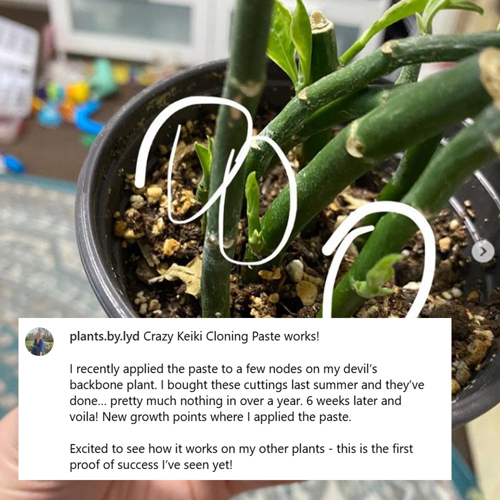 crazy keiki cloning paste pothos Crazy Keiki Cloning Paste