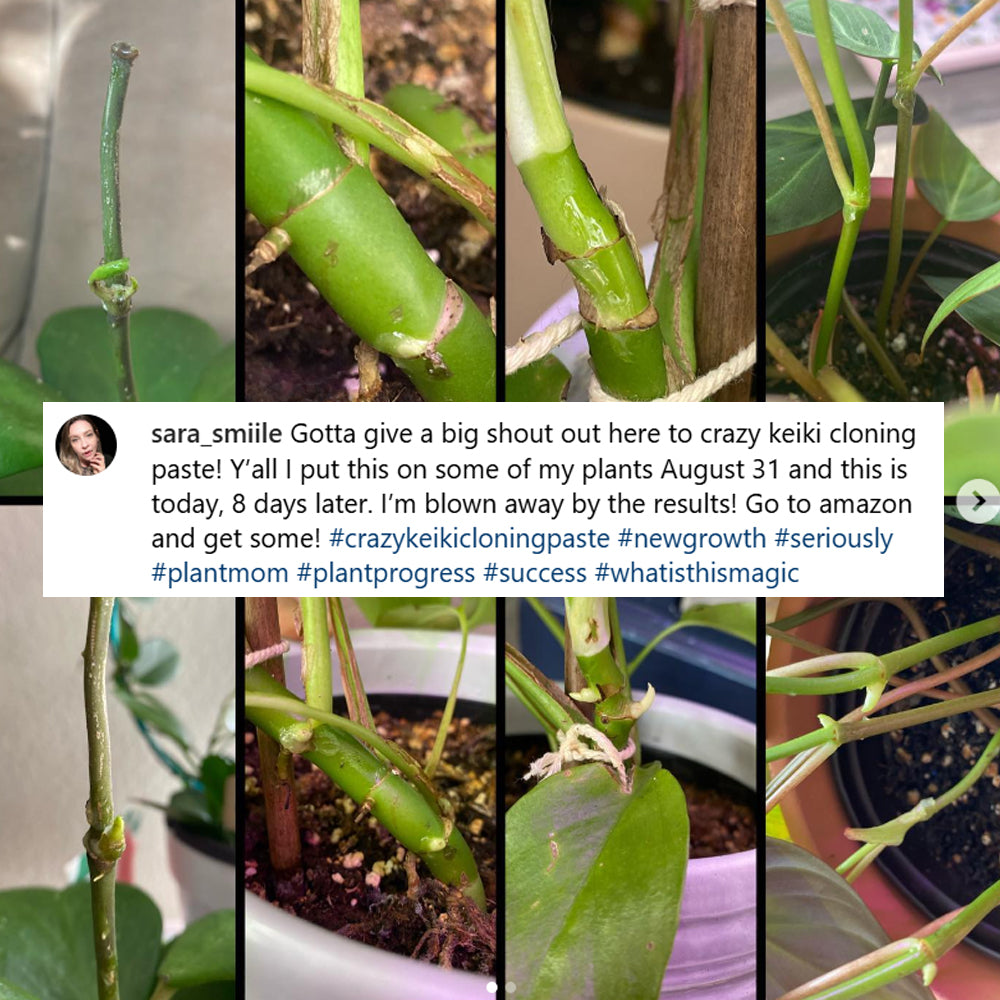 crazy keiki cloning paste fiddle leaf fig Crazy Keiki Cloning Paste