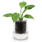 CUP O FLORA Glass Self Watering Pot - MINI