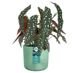 Elho Ocean Collection - 100% Recycled - Pacific Green - 16cm